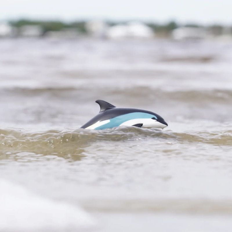 safari-delfin-atlantycki-figurka-polkabubu-4.jpg
