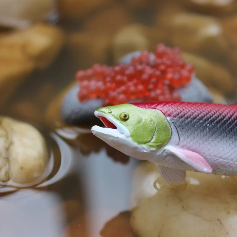 Figurka łososia podczas tarła Safari Ltd cykl życia łososia