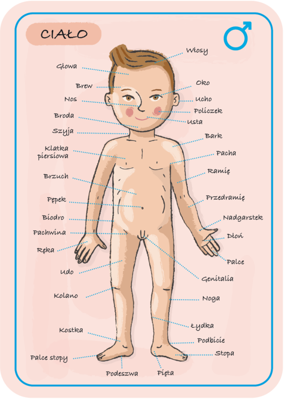 janod-Ukladanka-magnetyczna-Cialo-czlowieka-polkabubu-13.jpg
