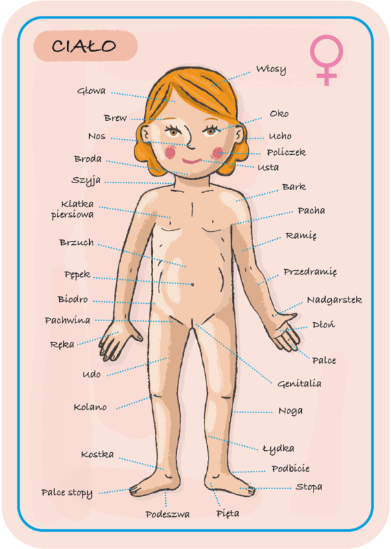 janod-Ukladanka-magnetyczna-Cialo-czlowieka-polkabubu-14.jpg