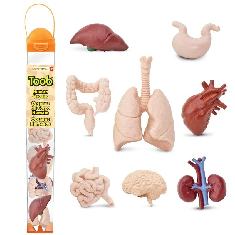 safari-figurki-montessori-narzady-czlowieka-polkabubu-1.jpg
