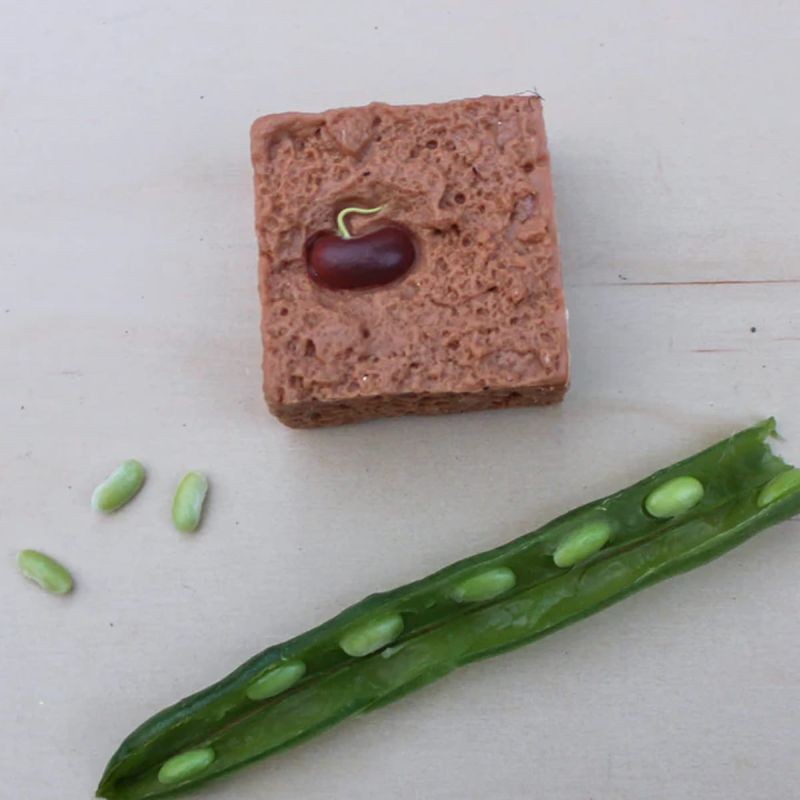 safari-cykl-zycia-fasoli-figurki-polkabubu-4.jpg