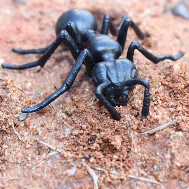 safari-cykl-zycia-biedronki-figurki-polkabubu-5.jpg